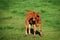 Brown young veal in the green meadow