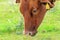 Brown zebu grazing