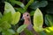 Brown zenaida aurita dove or bird sitting between blurred green leaves