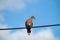 Brown zenaida aurita dove or bird sitting on a wire against a sky background