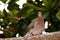 A brown zenaida dove sitting on tree branch with blurred background