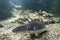 Brownbanded bamboo shark