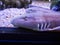 Brownbanded bamboo shark Chiloscyllium punctatum in a fish tank in close up.