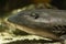 Brownbanded bamboo shark & x28;Chiloscyllium punctatum& x29; head