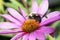 A Brownbelted Bumble Bee Bombus griseocollis Seeking Pollen on Colorful Flowers