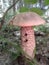 Brownberry mushroom among green grass