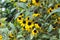 Browneyed susan Rudbeckia triloba.