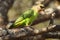 Brownheaded parrot Poicephalus cryptoxanthus is sitting on the branch