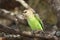 Brownheaded parrot Poicephalus cryptoxanthus is sitting on the branch