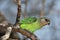 Brownheaded parrot Poicephalus cryptoxanthus is sitting on the branch with blue background