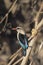 Brownhooded Kingfisher in the selous game reserve - tanzania