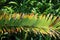 BROWNING AND YELLOWING LEAFLET TIPS ON A CYCAD BRANCH