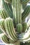 Browningia chlorocarpa cactus succulent from mexico abstract view