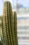 Browningia chlorocarpa cactus succulent from mexico abstract view