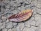 The brownish-brown leaves fall on dry ground with cracks in the garden.