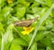 Brownish butterfly