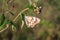 Brownish butterfly hanging on a leaf in wilderness