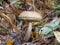 Brownish-Cap Boletus in The Forest Surrounded by Leaves Autumn Mushroom Leccinum Holopus Fungus