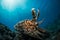 A brownish colored Octopuses swimming around coral reef