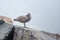 Brownish coloured juvenile, Western (Larus occidentalis) seagull standing atop of a rock,
