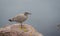 Brownish coloured juvenile, Western (Larus occidentalis) seagull standing atop of a rock,