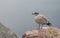 Brownish coloured juvenile, Western (Larus occidentalis) seagull standing atop of a rock,