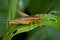 A brownish cricket on a blade of grass