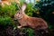 Brownish gray rabbit