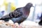 Brownish-gray rock dove or common pigeon in close-up view sitting on the ground in front of a blurry urb