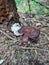 Brownish green colored Mushroom