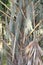 Brownish grey spanish moss hang from a Palm tree