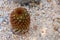 Brownish-red spine Mammillaria carmenae rubrispina globular cactus grows in natural desert