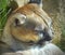 Brownish tan Mountain Lion relaxing in the sun