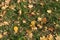 Brownish yellow fallen leaves of maple on green grass
