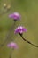 Brownray knapweed Centaurea jacea