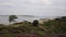 Brownsea Island Poole Harbour Dorset England UK with purple heather