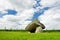 The Brownshill Dolmen, officially known as Kernanstown Cromlech, a magnificent megalithic granite capstone, located in County