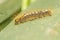 Browntail Moth Caterpillar,  Euproctis chrysorrhoea