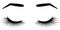 Brows and lashes. Vector illustration of lashes and brows. For beauty salon, lash extensions maker, brow master.