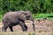 Browsing African elephant or Loxodonta cyclotis