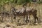 Browsing Greater Kudu Herd