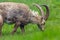 Browsing male alpine capra ibex capricorn changing coat