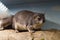 Bruce`s Daman animal, Bush Hyrax, sitting on a concrete rock. Wildlife, mammals,