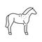 brucellosis horse line icon vector illustration