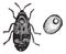 Bruchus pisorum, pea weevil or beetle vintage engraving