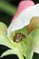 Bruchus pisorum - pea weevil, pea beetle and pea seed beetle. Bean weevils or seed beetles. It common pest of peas.