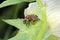 Bruchus pisorum - pea weevil, pea beetle and pea seed beetle. Bean weevils or seed beetles. It common pest of peas.