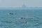 Bruda Whale group is diving in the sea at Bang Tabun, Petchaburi Province, one of the central provinces of Thailand