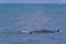 The Bruda Whale group is diving in the sea at Bang Tabun, Petchaburi Province,one of the central provinces of Thailand