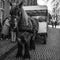 BRUGGE, BELGIUM - JANUARY 17, 2016: Horse-drawn carriages on January 17, 2016 in Brugge - Belgium